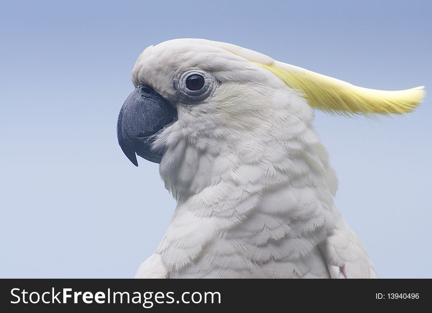 White parrot close up