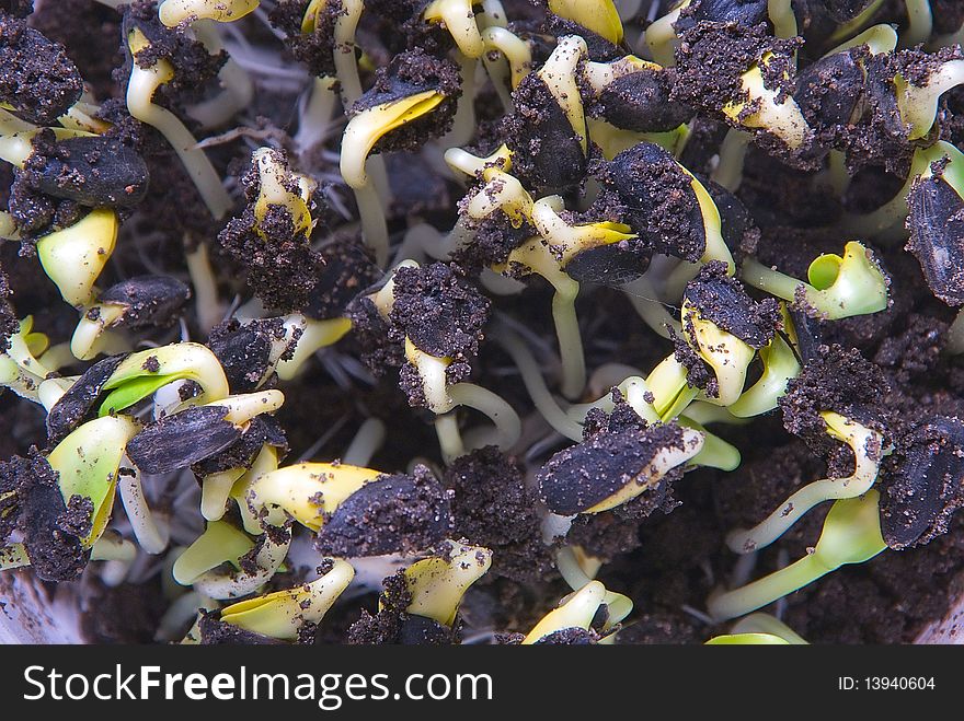 Violent sprouted plants which yet have been not released from a casing sunflower seeds