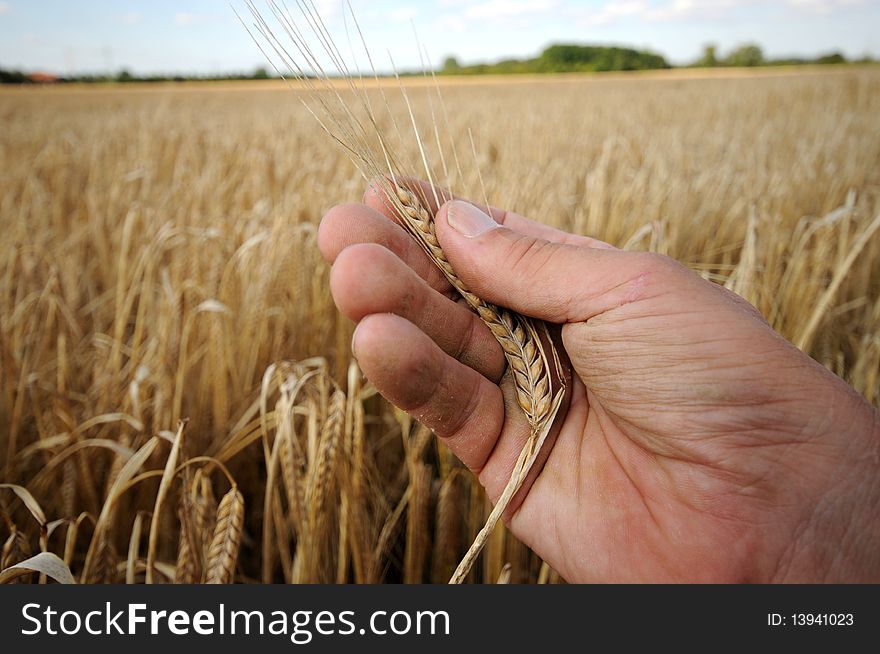 A farmer checks the corn. A farmer checks the corn.