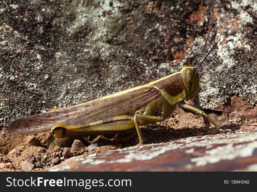 Closeup of a grasshopper laying eggs in sand. Closeup of a grasshopper laying eggs in sand