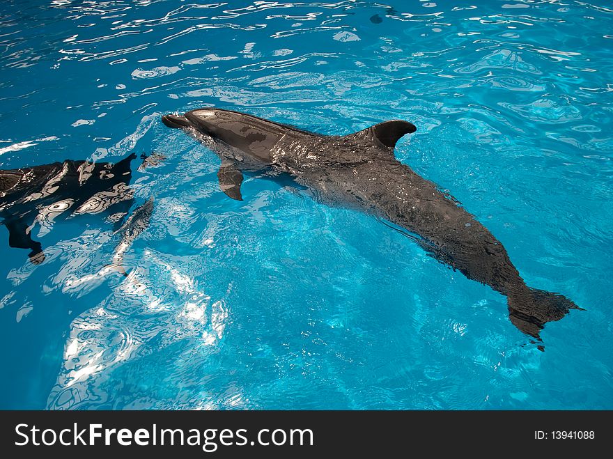 Dolphin in the blue water