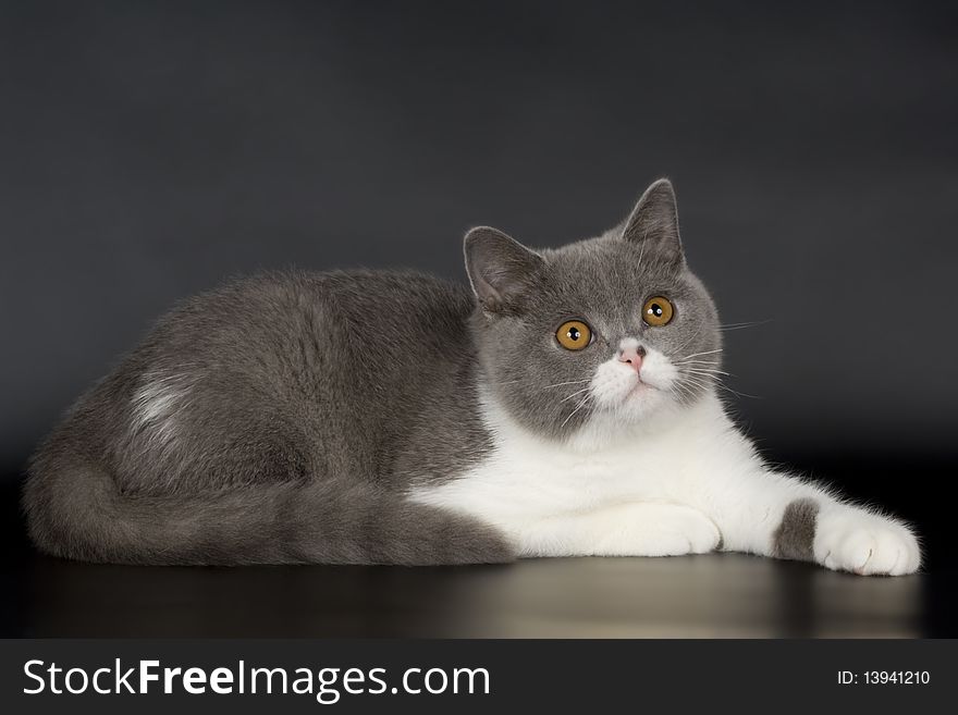 British shorthair cat kitten animals feline cute. British shorthair cat kitten animals feline cute