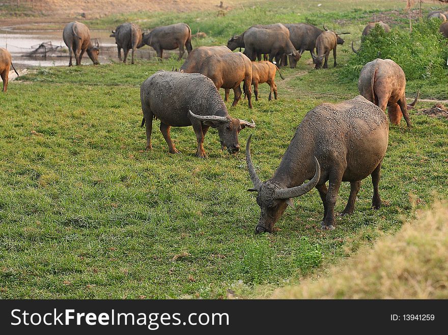 A group of buffalo in uthai thailand