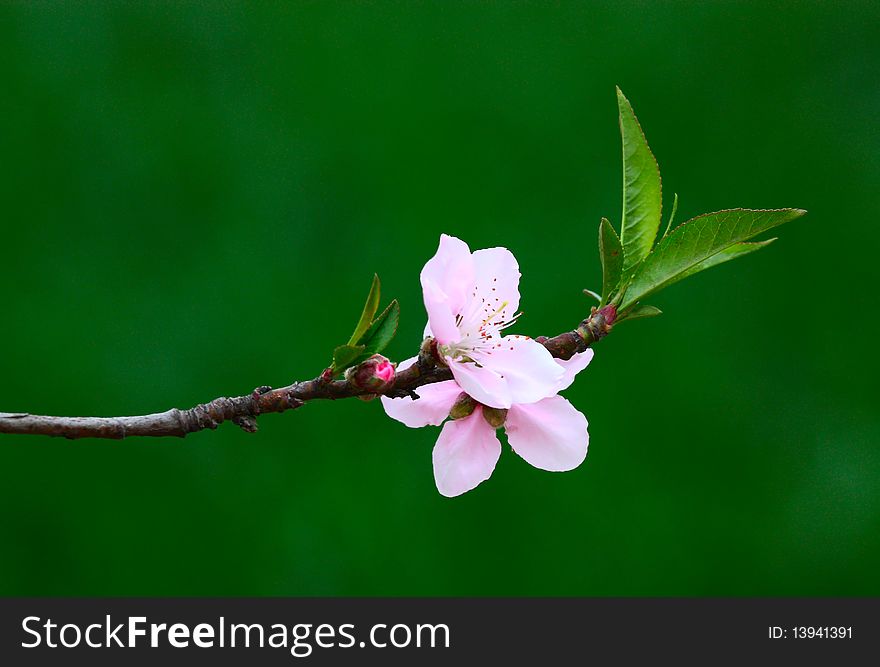The peach blossoming in spring---