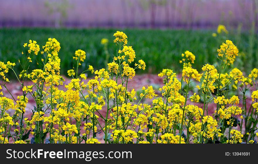 Yellow blossoming in spring. Yellow blossoming in spring.