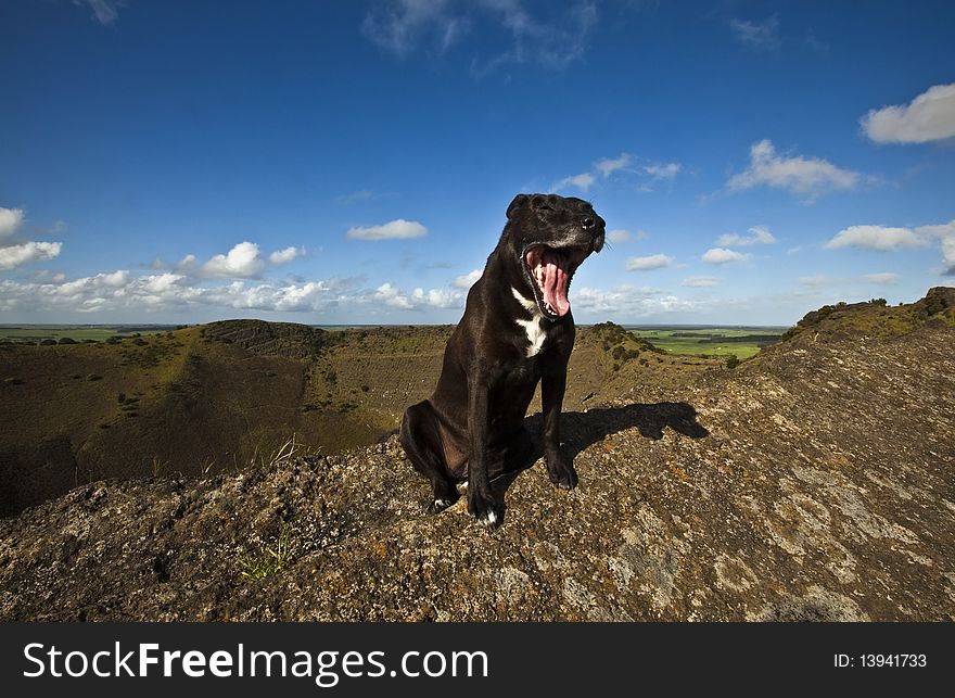 One happy dog after a trek up a crater mountain. One happy dog after a trek up a crater mountain.