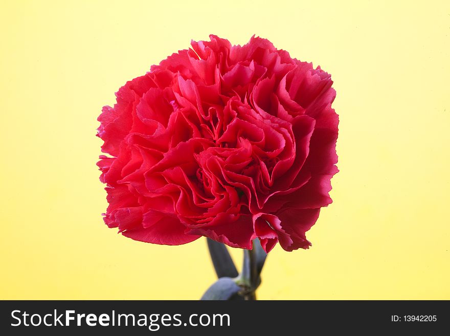 Head on view of a carnation on yellow background.