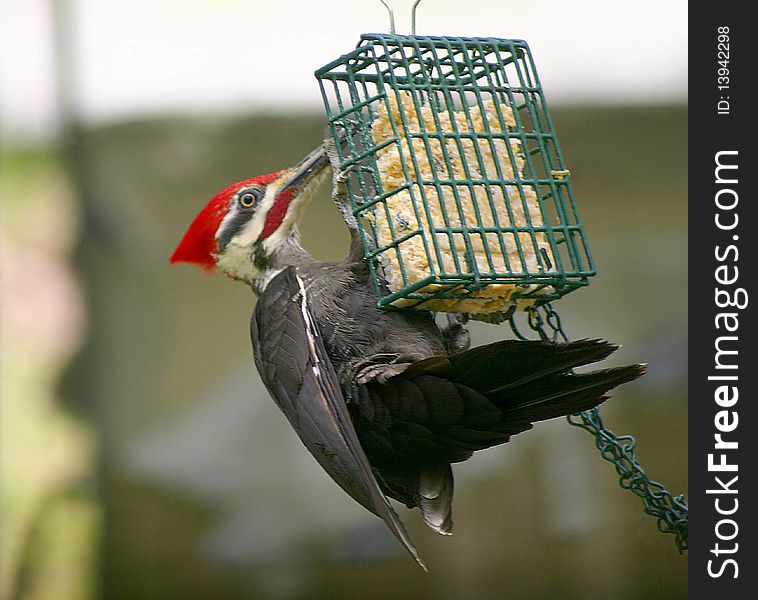 This woodpecker is over 12 inches long and is hanging upside down of the bird feeder that is 4 inches by 4 inches.  Great for bird watchers, advertisements, books. This woodpecker is over 12 inches long and is hanging upside down of the bird feeder that is 4 inches by 4 inches.  Great for bird watchers, advertisements, books.