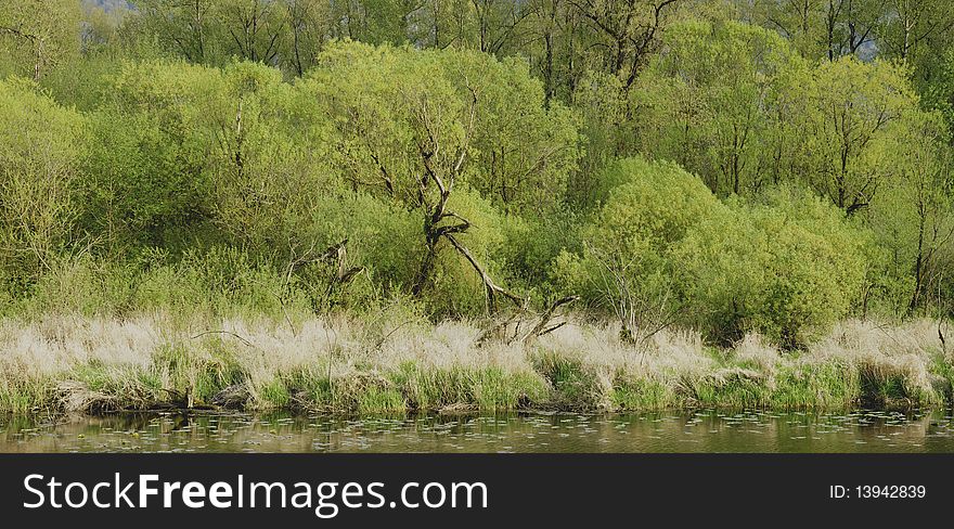 New green leaf growth during early spring. New green leaf growth during early spring.