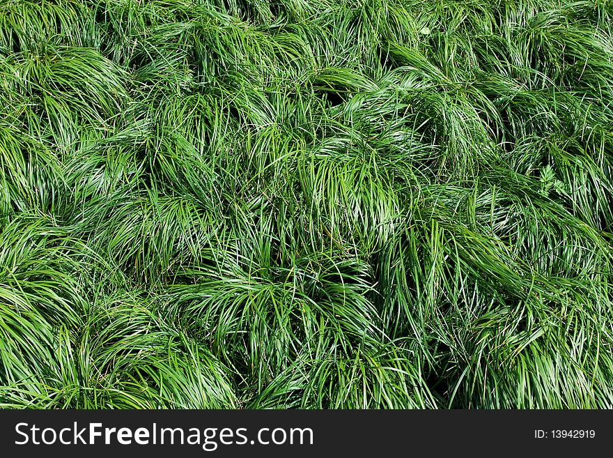 Field of fresh green grass. Field of fresh green grass.
