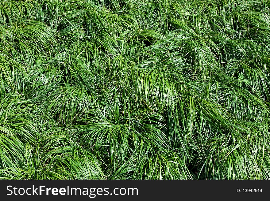 Green Grass Texture