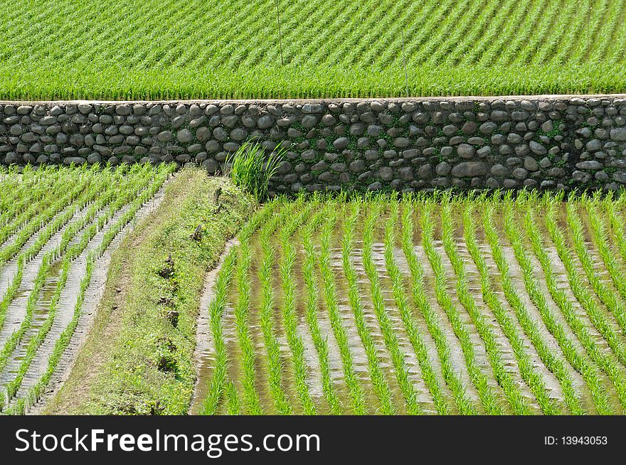 Rice field