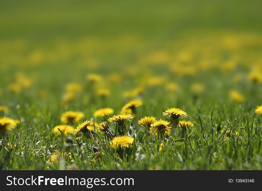 Close up shot of Dandelions on the lawn in spring time