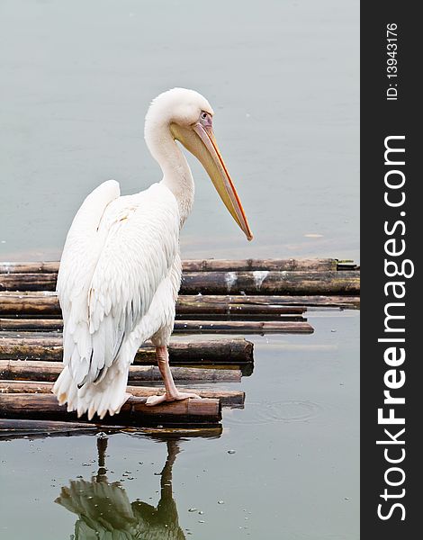 A pelican perch on a bamboo raft in the lake. A pelican perch on a bamboo raft in the lake.