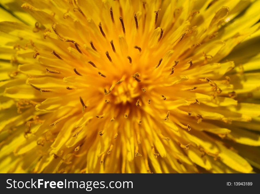 Close up shot of Yellow flower background