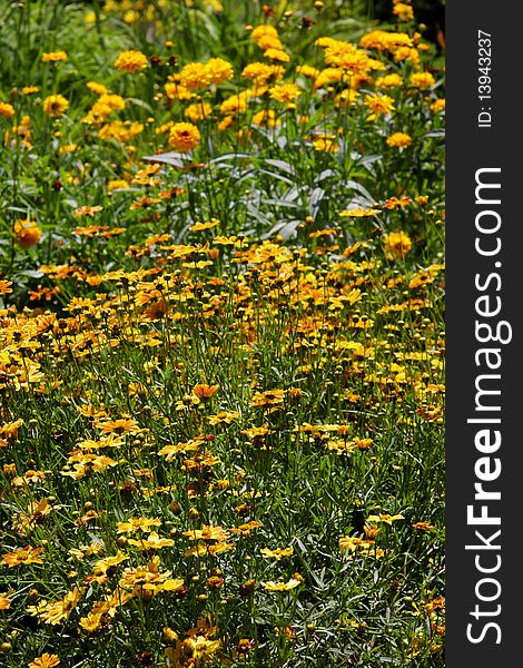 Many different daisy flowers in the garden during summer time. Many different daisy flowers in the garden during summer time