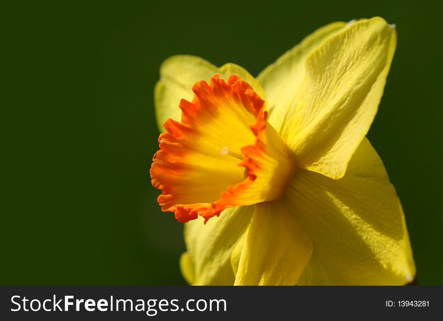 Close up shot of yellow Daffodil flower on green background