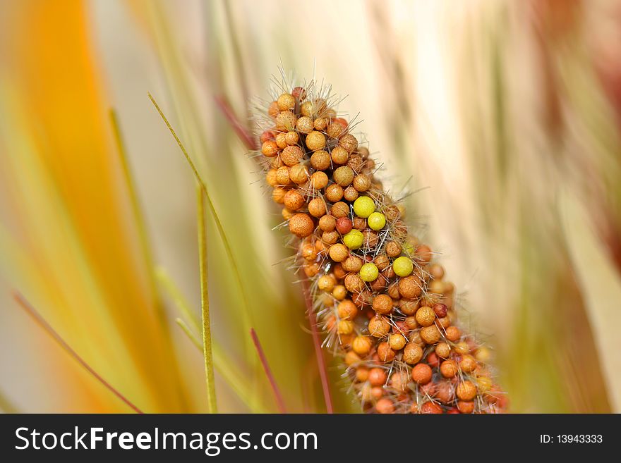 Extreme close up shot of food grains