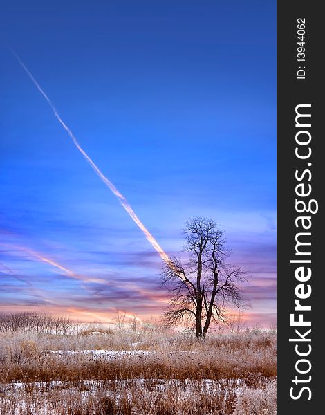 Single tree in winter time with blue sky background