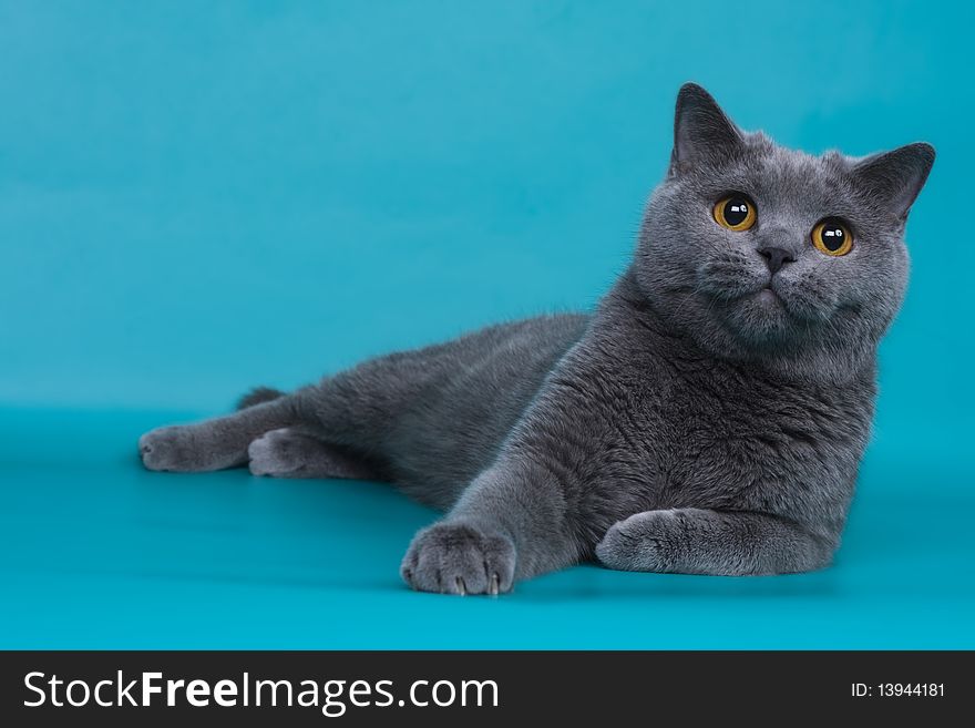 British shorthair cat animals feline. British shorthair cat animals feline