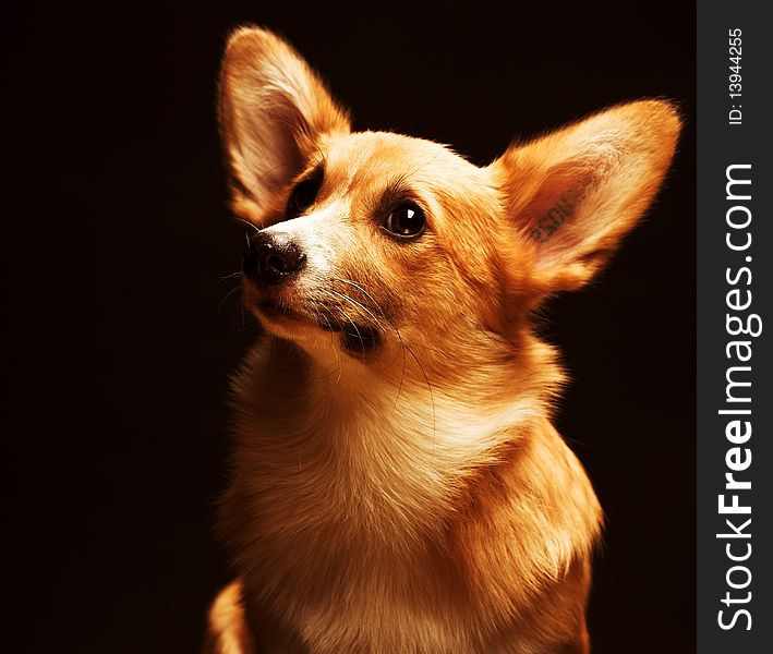 Puppy Welsh Corgi sitting in front of a black  background