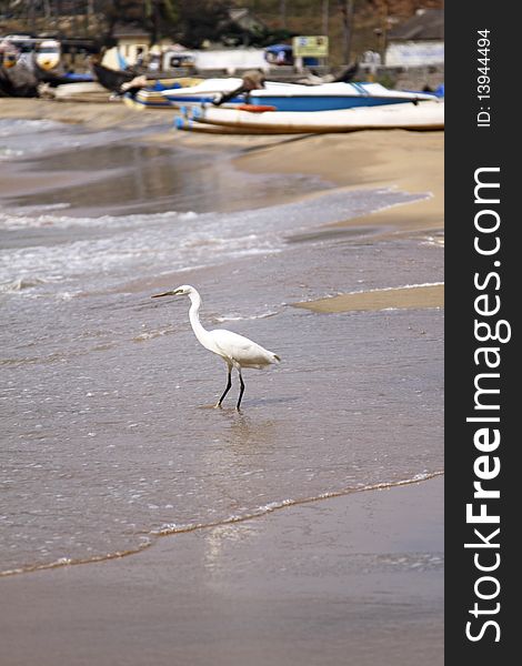 Little Egret wading in the sea. Little Egret wading in the sea