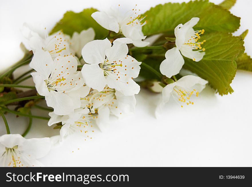 Spring cherry branch over white