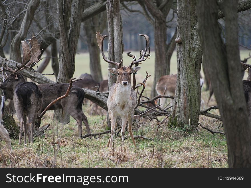 Stag reindeer in phoenix park