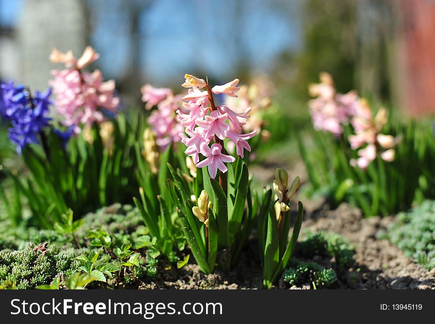 Floral background of first spring flowers