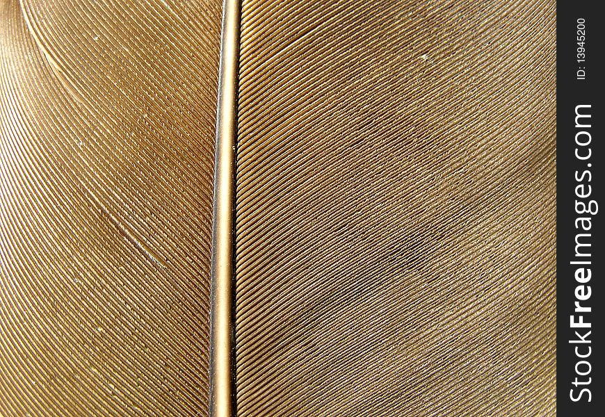 Feather Detail Texture