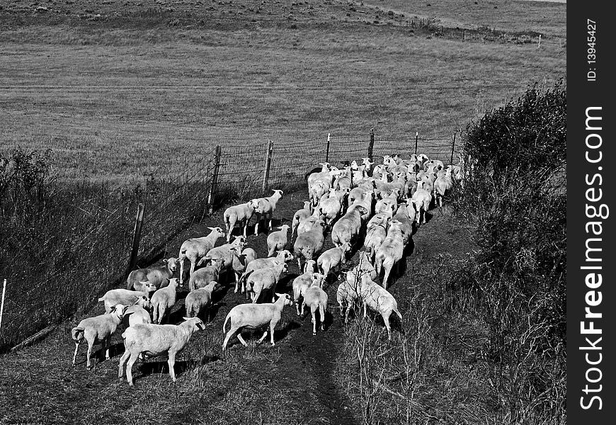 Herd of katahdin sheep in b/w