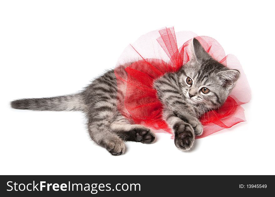 Isolated grey kitten with funny red skirt
