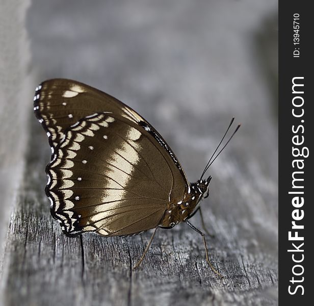 Butterfly Hypolimnas Bolina Common Eggfly Female