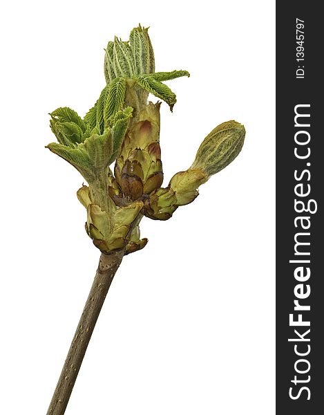 This image shows a spring outbreak of a chestnut with a white background. This image shows a spring outbreak of a chestnut with a white background