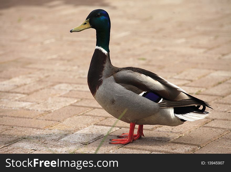 A mallard duck waiting for his mate near a pond. A mallard duck waiting for his mate near a pond.
