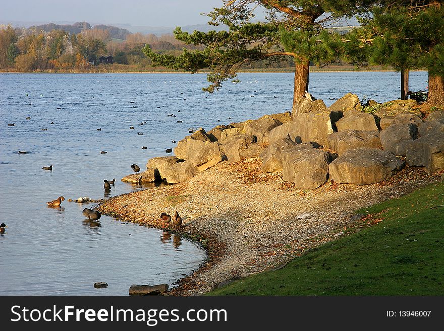 Water birds around the edge of a lake. Water birds around the edge of a lake