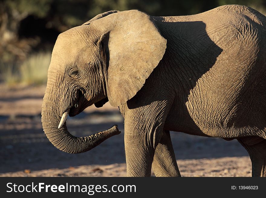 Young Desert Elephant Of Namibia