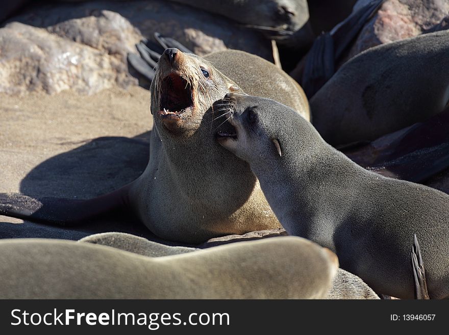 South African fur seals having an argument