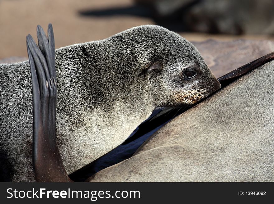South African or Cape fur seal young lactating from mother, Cape Cross colony, Skeleton Coast National Park, Namibia, SW Africa. South African or Cape fur seal young lactating from mother, Cape Cross colony, Skeleton Coast National Park, Namibia, SW Africa