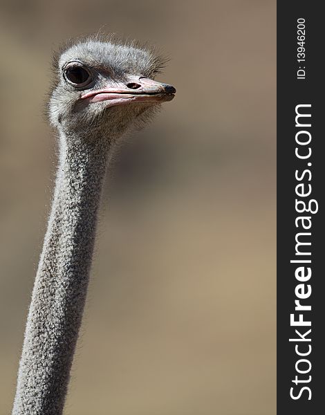 Wild Ostrich In The Desert Mountains Of Namibia