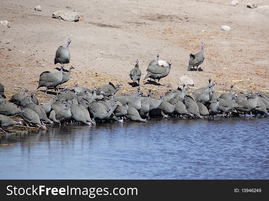 Guinea fowl flock, Etosha National Park, Namibia, Africa. Guinea fowl flock, Etosha National Park, Namibia, Africa
