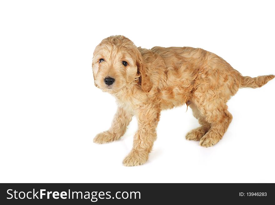 Small  puppy playing on white