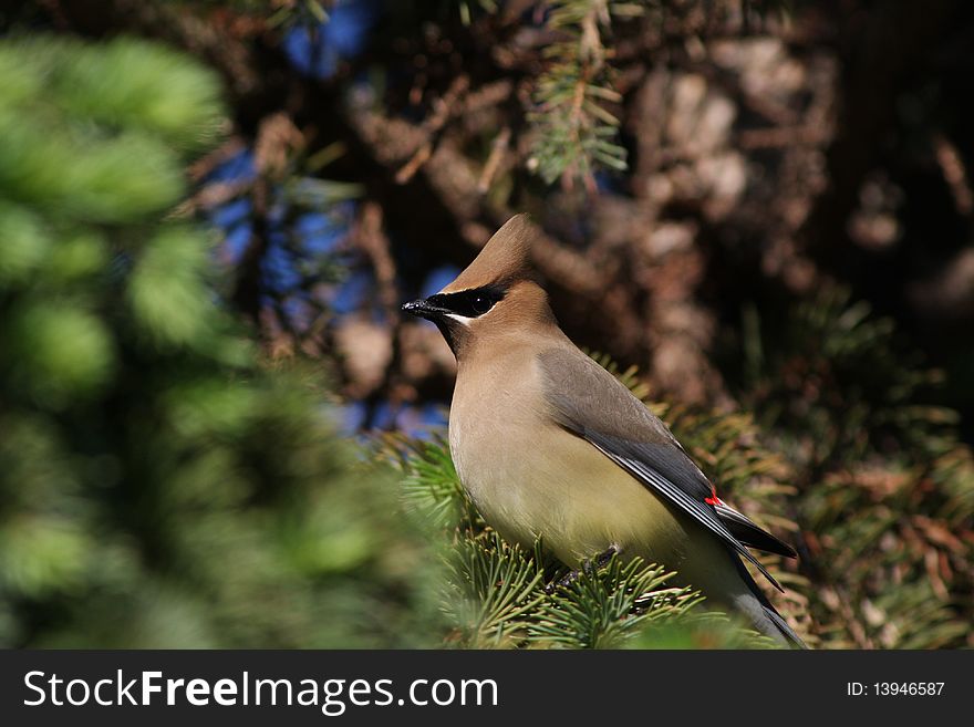 Cedar Waxwing