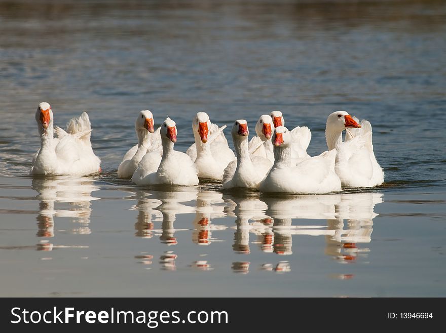 Flock Of Domestic Geese