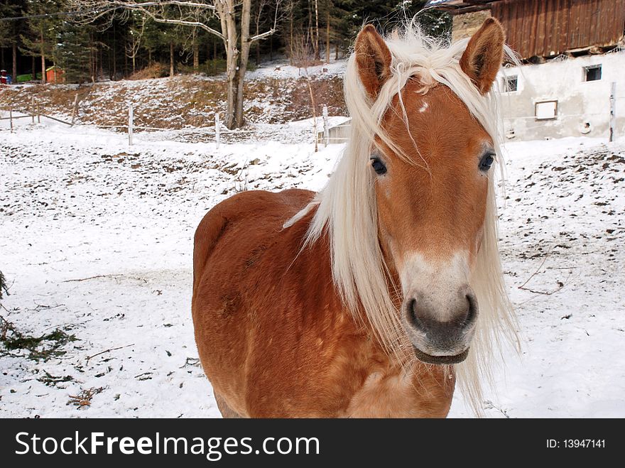 Horse at the ranch on a snowy winter day