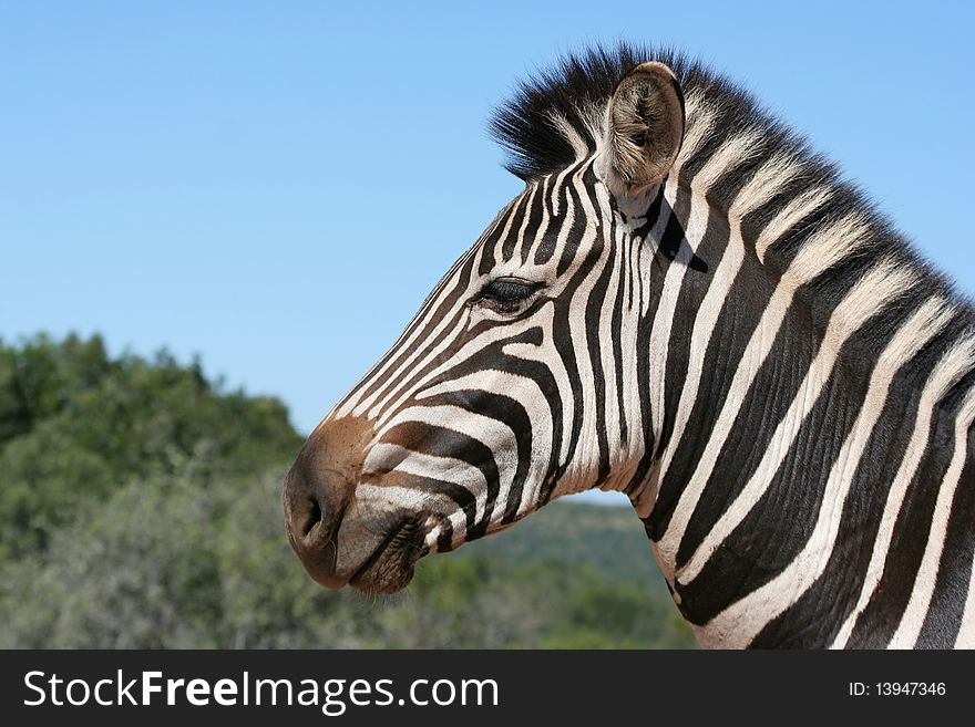 Zebra portrait with blue sky and african bush in background