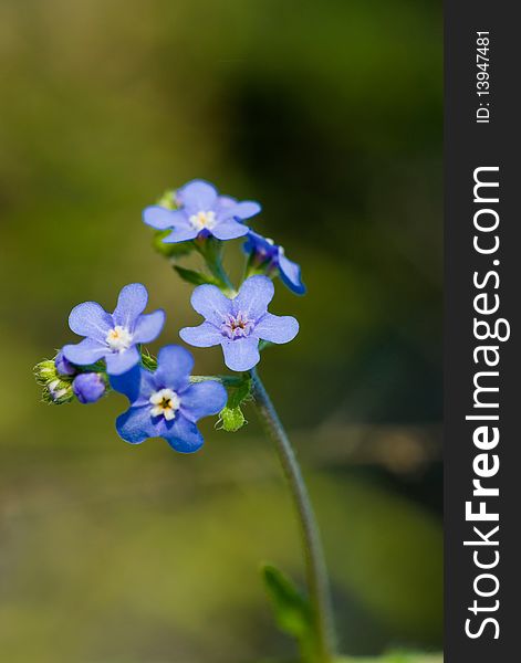 The blue little mountain flower. The blue little mountain flower