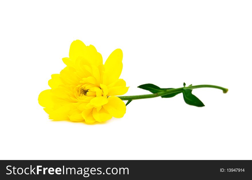 Yellow camomile on a white background