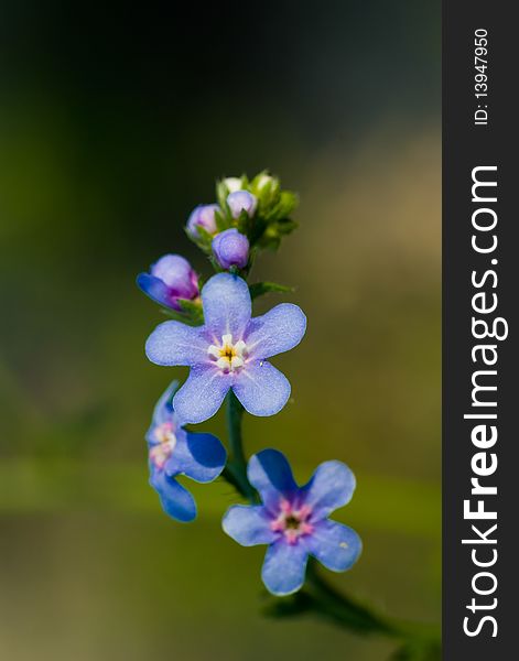 The blue little mountain flower. The blue little mountain flower