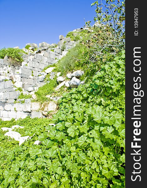 Photo of a green plants surrounding the historical ruins of an ancient byzantine civilization in Um-Qais - Jordan. Photo of a green plants surrounding the historical ruins of an ancient byzantine civilization in Um-Qais - Jordan